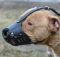 Everyday Leather Dog Muzzle for Training
