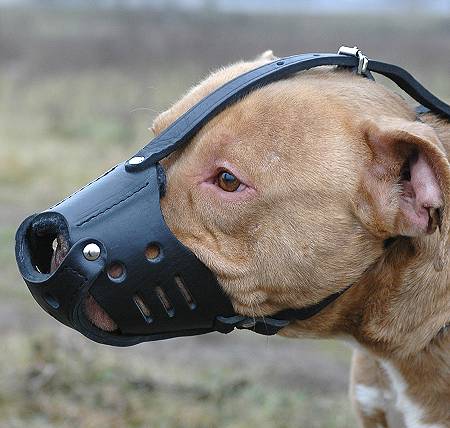 Everyday Leather Dog Muzzle for Training
