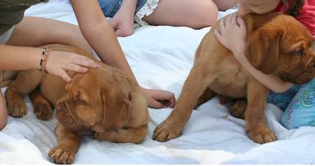 French Mastiff puppies